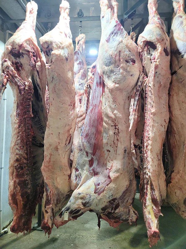 Hanging carcasses of beef in a meat processing facility, showcasing various cuts of meat ready for butchering and sale. The image highlights the interior of a cold storage area designed for meat preservation.