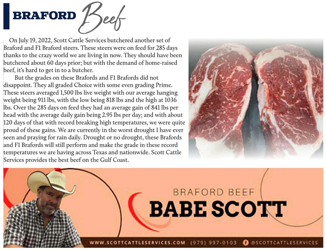 Close-up image of high-quality Braford beef cuts, showcasing marbling and texture. The photo highlights the premium quality of beef from Braford and F1 Braford steers, known for their superior grading and performance, as provided by Scott Cattle Services.